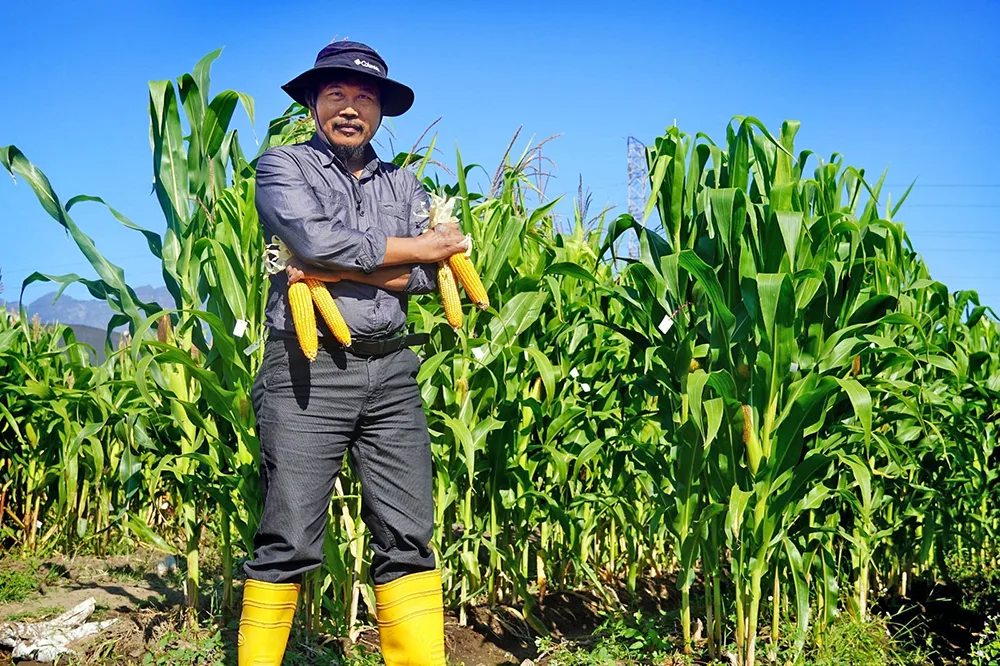 Fakultas Pertanian UB Malang, Kembangkan Inovasi Jagung di&nbsp;NTT